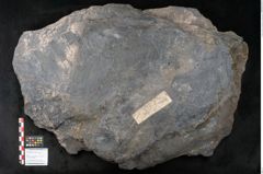 Foto (Objekt + Etikett) von Syringodendron cyclostigma Brongniart (NHMW-GEO-2024-0188-11245)